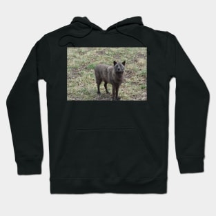 Black Wolf Hoodie